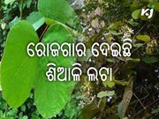 ଜଙ୍ଗଲି ଆଦିବାସୀଙ୍କୁ ଆଶୀର୍ବାଦ: ଶିଆଳି ପତ୍ର ଜଙ୍ଗଲି ଆଦିବାସୀଙ୍କୁ ଆଶୀର୍ବାଦ: ଶିଆଳି ପତ୍ର
