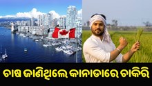Golden Opportunity: ଚାଷ କାମ ଜାଣିଥିଲେ କାନାଡାରେ ମିଳିବ ଚାକିରି.. Golden Opportunity: ଚାଷ କାମ ଜାଣିଥିଲେ କାନାଡାରେ ମିଳିବ ଚାକିରି..