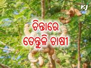 ଚିନ୍ତାରେ ତେନ୍ତୁଳି ଚାଷୀ: ଏପ୍ରିଲରେ ତେନ୍ତୁଳି ସଂଗ୍ରହ କରିବ ଟିଡିସିସି