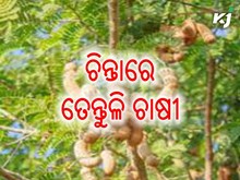ଚିନ୍ତାରେ ତେନ୍ତୁଳି ଚାଷୀ: ଏପ୍ରିଲରେ ତେନ୍ତୁଳି ସଂଗ୍ରହ କରିବ ଟିଡିସିସି ଚିନ୍ତାରେ ତେନ୍ତୁଳି ଚାଷୀ: ଏପ୍ରିଲରେ ତେନ୍ତୁଳି ସଂଗ୍ରହ କରିବ ଟିଡିସିସି