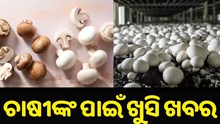 ଖୁବ୍ ଶୀଘ୍ର ମାର୍କେଟକୁ ଆସୁଛି ନୂଆ କିସମର ଛତୁ, ଲାଭବାନ ହେବେ ଚାଷୀ... ଖୁବ୍ ଶୀଘ୍ର ମାର୍କେଟକୁ ଆସୁଛି ନୂଆ କିସମର ଛତୁ, ଲାଭବାନ ହେବେ ଚାଷୀ...