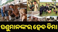 ଏବେ ପଶୁମାନଙ୍କର ହେବ ବିମା, ଲାଭବାନ ହେବେ ପଶୁପାଳକ