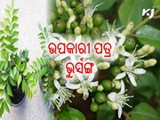 ଉପକାରୀ ପତ୍ର ଭୁର୍ସଙ୍ଗ :ଘରେ କରନ୍ତୁ ଚାଷ  ଉପକାରୀ ପତ୍ର ଭୁର୍ସଙ୍ଗ :ଘରେ କରନ୍ତୁ ଚାଷ