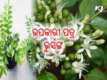 ଉପକାରୀ ପତ୍ର ଭୁର୍ସଙ୍ଗ :ଘରେ କରନ୍ତୁ ଚାଷ  ଉପକାରୀ ପତ୍ର ଭୁର୍ସଙ୍ଗ :ଘରେ କରନ୍ତୁ ଚାଷ