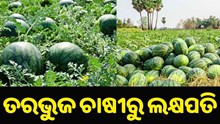 ଚାଷ କରି ଚର୍ଚ୍ଚାରେ ଯୁବକ, ୨ ମାସରେ ରୋଜଗାର କଲେ ୧୮ଲକ୍ଷ ଟଙ୍କା