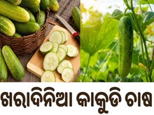 ଖରାଦିନେ ଏହି ପ୍ରଣାଳୀରେ କରନ୍ତୁ କାକୁଡି ଚାଷ ,ମିଳିବ ପ୍ରଚୁର ଲାଭ  ଖରାଦିନେ ଏହି ପ୍ରଣାଳୀରେ କରନ୍ତୁ କାକୁଡି ଚାଷ ,ମିଳିବ ପ୍ରଚୁର ଲାଭ