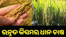 ଏହି ଉନ୍ନତ କିସମର ଧାନ ଚାଷ କରି ଦୁଅନ୍ତୁ ଲାଭବାନ...