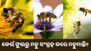 ଜାଣନ୍ତୁ କେଉଁ ଫୁଲରୁ ମହୁ ସଂଗ୍ରହ କରିଥାଏ ମହୁମାଛି  ଜାଣନ୍ତୁ କେଉଁ ଫୁଲରୁ ମହୁ ସଂଗ୍ରହ କରିଥାଏ ମହୁମାଛି
