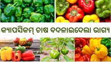  କ୍ୟାପସିକମ୍ ଚାଷକରି ଏବେ ଧନୀବ୍ୟକ୍ତିଙ୍କ ତାଲିକାରେ କୃଷକ ପୃଥିବୀ ସିଂ 
