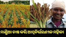 ମାଣ୍ଡିଆ ଚାଷ କରି ଆତ୍ମନିର୍ଭରଶୀଳ ହୋଇଛନ୍ତି ମହିଳା