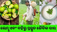 ଲେମ୍ବୁ ଏବଂ ଦହିରୁ ପ୍ରସ୍ତୁତ କୀଟନାଶକ ,ଏବେ ଫଳିବ ଭଲ ଫସଲ  ଲେମ୍ବୁ ଏବଂ ଦହିରୁ ପ୍ରସ୍ତୁତ କୀଟନାଶକ ,ଏବେ ଫଳିବ ଭଲ ଫସଲ
