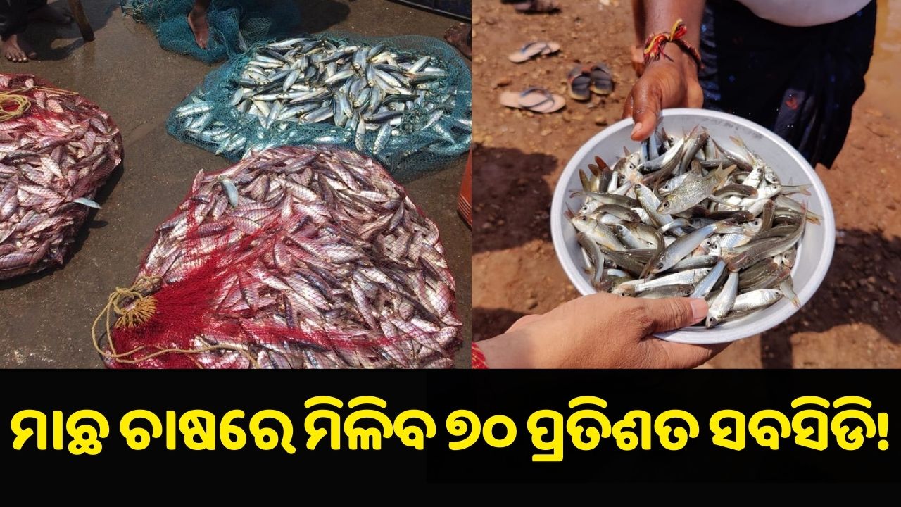 70 % subsidy on fish farming....Pic credit: @OdishaFisheries