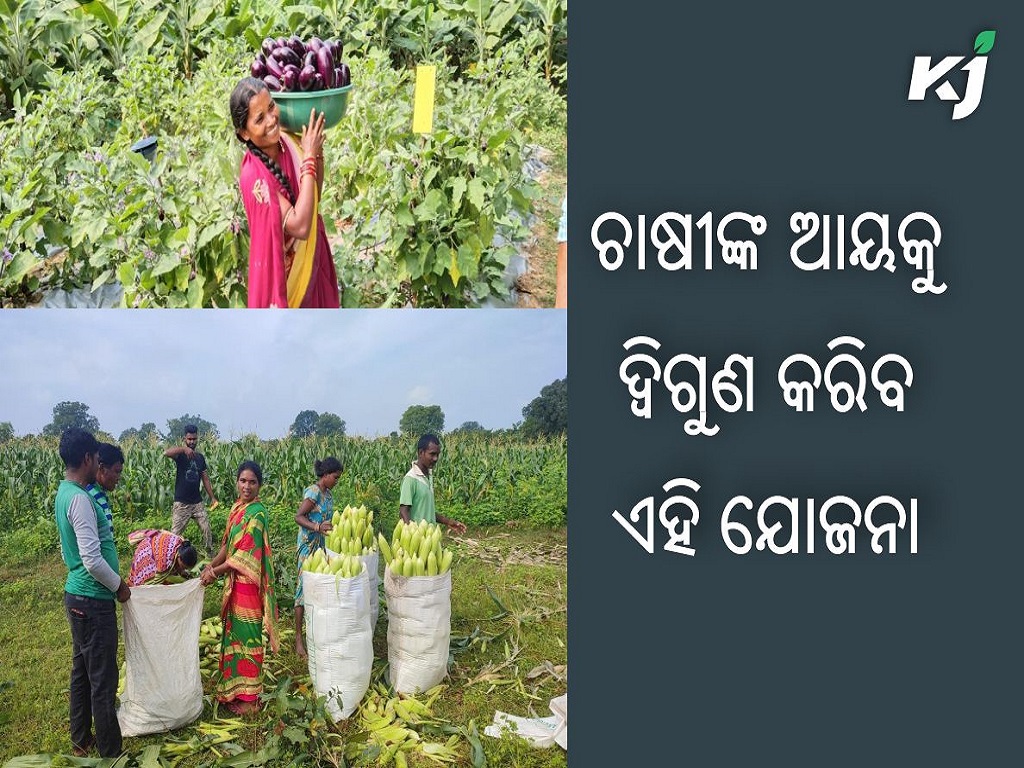 A special plan for doubled income of the farmers , image source - @Horticultureod1