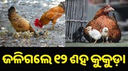 ପୋଡ଼ି ଗଲେ ୧୨୦୦ କୁକୁଡ଼ା...