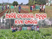 ନମସ୍କାର ଅନୁଗୁଳ, ଆସନ୍ତୁ ଜାଣିବା ଆପଣଙ୍କ ଜିଲ୍ଲାର କୃଷି ବିଜ୍ଞାନ କେନ୍ଦ୍ରର କ'ଣ ରହିଛି ବିଶେଷତ୍ୱ ?