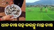 ଧାନ ଚାଷ ସହ ଖେତରେ କରନ୍ତୁ ମାଛ ଚାଷ, କମ୍ ଖର୍ଚ୍ଚରେ ମିଳିବ ଡବଲ୍ ମୁନାଫା.. ଧାନ ଚାଷ ସହ ଖେତରେ କରନ୍ତୁ ମାଛ ଚାଷ, କମ୍ ଖର୍ଚ୍ଚରେ ମିଳିବ ଡବଲ୍ ମୁନାଫା..