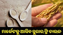 ମାର୍କେଟକୁ ଆସିବ ସୁଗାରଫ୍ରି ଚାଉଳ, ଏବେ ଖାଇପାରିବେ ଡାଇବେଟିସ୍ ରୋଗୀ !.... ମାର୍କେଟକୁ ଆସିବ ସୁଗାରଫ୍ରି ଚାଉଳ, ଏବେ ଖାଇପାରିବେ ଡାଇବେଟିସ୍ ରୋଗୀ !....
