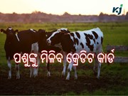 ଏବେ ପଶୁଙ୍କୁ ମିଳିବ ବିନା ସୁଧରେ ଲୋନ ସହିତ କ୍ରେଡିଟ କାର୍ଡ