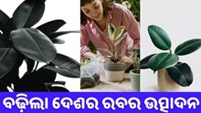ଦେଶରେ ବୃଦ୍ଧି ପାଇଲା ରବର ଉତ୍ପାଦନ 
