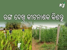 ରଙ୍ଗକୁ ଆଧାର କରି ନିଜ ଚାଷ ଜମି ପାଇଁ କୀଟନାଶକ ବାଛନ୍ତୁ ରଙ୍ଗକୁ ଆଧାର କରି ନିଜ ଚାଷ ଜମି ପାଇଁ କୀଟନାଶକ ବାଛନ୍ତୁ