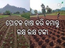 ପୋଟଳ ଚାଷ କଲେ ଅଳ୍ପ ମୂଲ୍ୟରେ ଲକ୍ଷ ଲକ୍ଷ ରୋଜଗାର କରି ପାରିବେ ପୋଟଳ ଚାଷ କଲେ ଅଳ୍ପ ମୂଲ୍ୟରେ ଲକ୍ଷ ଲକ୍ଷ ରୋଜଗାର କରି ପାରିବେ