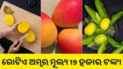 ଜାପାନର ଏହି ସ୍ୱତନ୍ତ୍ର ଆମ୍ବ ମୂଲ୍ୟ 19 ହଜାର ଟଙ୍କା, ଜାଣନ୍ତୁ ଏହାର ବିଶେଷତା କ’ଣ? ଜାପାନର ଏହି ସ୍ୱତନ୍ତ୍ର ଆମ୍ବ ମୂଲ୍ୟ 19 ହଜାର ଟଙ୍କା, ଜାଣନ୍ତୁ ଏହାର ବିଶେଷତା କ’ଣ?