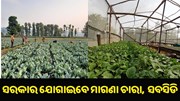 ଉଦ୍ୟାନ କୃଷି ପାଇଁ ସରକାର ଯୋଗାଇବେ ମାଗଣା ଚାରା ଓ ସବସିଡି...