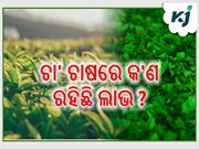 ଚା' ପତି ଚାଷରୁ କିପରି ପାଇବେ ଲାଭ, ଆସନ୍ତୁ ଜାଣିବା...... ଚା' ପତି ଚାଷରୁ କିପରି ପାଇବେ ଲାଭ, ଆସନ୍ତୁ ଜାଣିବା......