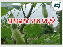 ଗ୍ରୀଷ୍ମ ସମୟରେ କାକୁଡି ଚାଷରୁ ଭଲ ଟଙ୍କା ରୋଜଗାର କରନ୍ତୁ ଗ୍ରୀଷ୍ମ ସମୟରେ କାକୁଡି ଚାଷରୁ ଭଲ ଟଙ୍କା ରୋଜଗାର କରନ୍ତୁ