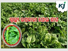 ଘରେ ଚାଷ କରନ୍ତୁ ପୋଇ, ଏହା ସ୍ୱାସ୍ଥ୍ୟ ପାଇଁ ଲାଭଦାୟକ ଘରେ ଚାଷ କରନ୍ତୁ ପୋଇ, ଏହା ସ୍ୱାସ୍ଥ୍ୟ ପାଇଁ ଲାଭଦାୟକ