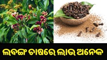 ଔଷଧୀୟ ବୃକ୍ଷ ଲବଙ୍ଗ, ଥରେ ଗଛ ଲଗାଇ ବର୍ଷ ବର୍ଷ ପର୍ଯ୍ୟନ୍ତ କରନ୍ତୁ ରୋଜଗାର.. ଔଷଧୀୟ ବୃକ୍ଷ ଲବଙ୍ଗ, ଥରେ ଗଛ ଲଗାଇ ବର୍ଷ ବର୍ଷ ପର୍ଯ୍ୟନ୍ତ କରନ୍ତୁ ରୋଜଗାର..