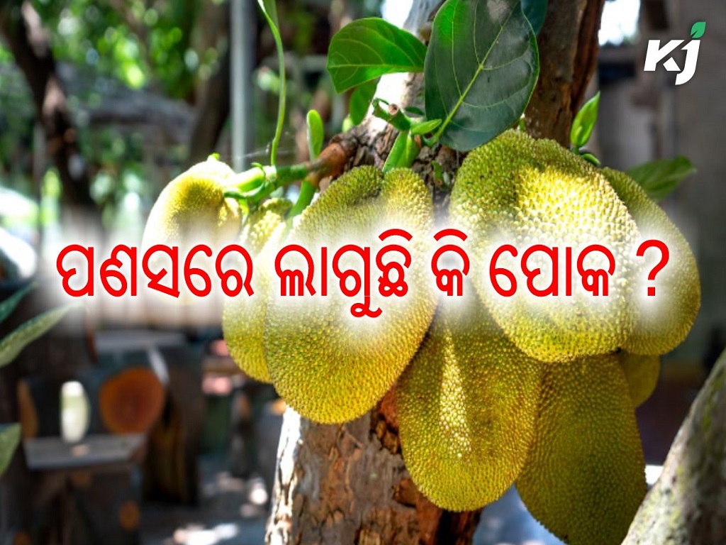 Prevent diseases in jackfruit in this  way there will be good yield , image source - pexels.com