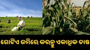 ଗୋଟିଏ ଜମିରେ କିପରି କରିବେ ଏକାଧିକ ଚାଷ, କେତେ ମିଳିବ ଲାଭ?