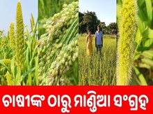 ଚାଷୀଙ୍କଠାରୁ ସଂଗ୍ରହ ହେଲା ୬.୦୩ ଲକ୍ଷ କ୍ବିଣ୍ଟାଲ ମାଣ୍ଡିଆ ଚାଷୀଙ୍କଠାରୁ ସଂଗ୍ରହ ହେଲା ୬.୦୩ ଲକ୍ଷ କ୍ବିଣ୍ଟାଲ ମାଣ୍ଡିଆ