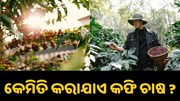 ଜାଣନ୍ତୁ, କେମିତି କରାଯାଏ କଫି ଚାଷ.... ଜାଣନ୍ତୁ, କେମିତି କରାଯାଏ କଫି ଚାଷ....