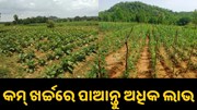 ଏହି ୪ଟି ଚାଷ କରି କମ୍ ଖର୍ଚ୍ଚରେ ପାଆନ୍ତୁ ଅଧିକ ମୁନାଫା...