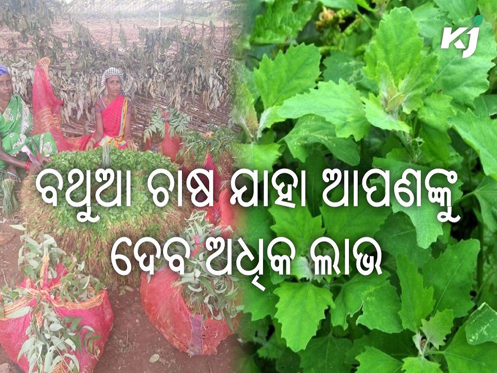 Methods of cultivation of bathua and its benefits, image source - @Horticultureod1
