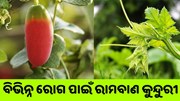 କୁନ୍ଦୁରୀର ଅନେକ ଆଶ୍ଚର୍ଯ୍ୟଜନକ ସ୍ୱାସ୍ଥ୍ୟ ଉପକାରିତା 
