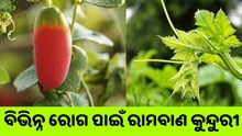 କୁନ୍ଦୁରୀର ଅନେକ ଆଶ୍ଚର୍ଯ୍ୟଜନକ ସ୍ୱାସ୍ଥ୍ୟ ଉପକାରିତା 