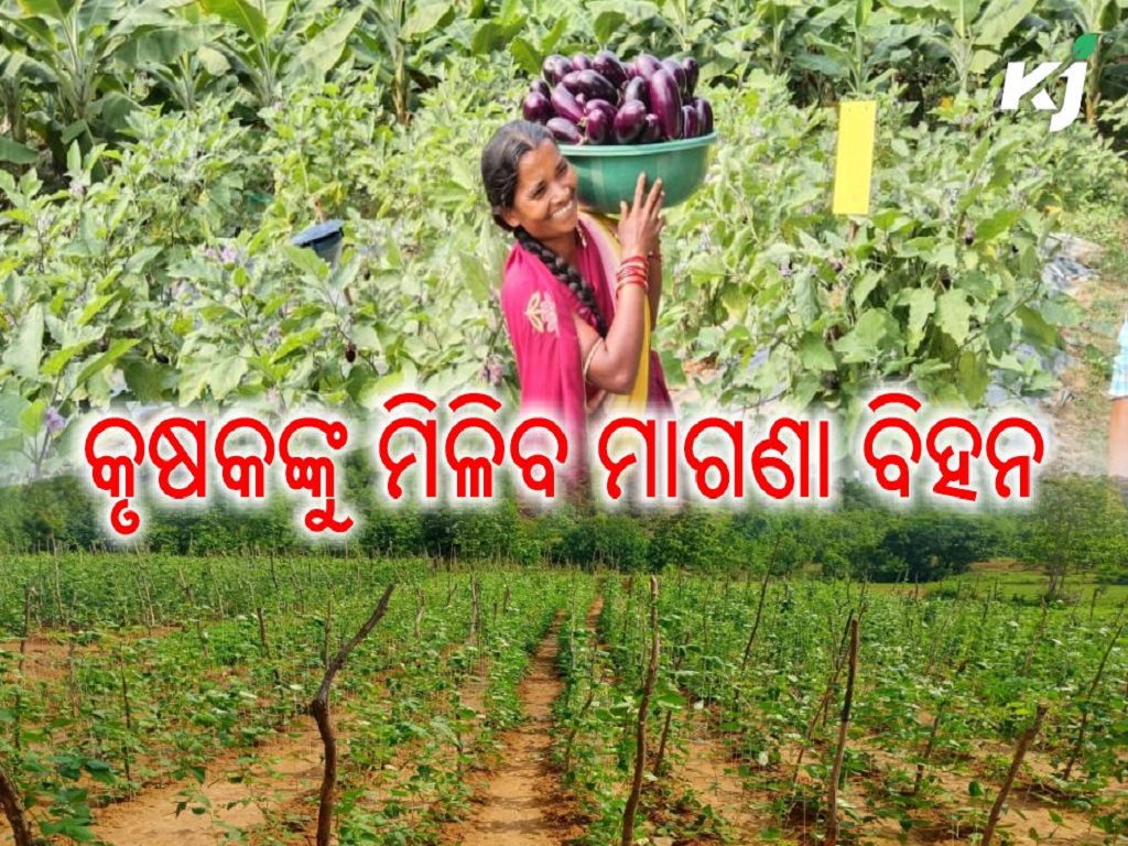 20 lakh farmers will get vegetable seeds for free, image source -  @Horticultureod1