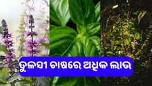 ତୁଳସୀ ଚାଷ:କମ୍ ବିନିଯୋଗରେ କରନ୍ତୁ ଅଧିକ ଅର୍ଥ ଉପାର୍ଜନ   ତୁଳସୀ ଚାଷ:କମ୍ ବିନିଯୋଗରେ କରନ୍ତୁ ଅଧିକ ଅର୍ଥ ଉପାର୍ଜନ
