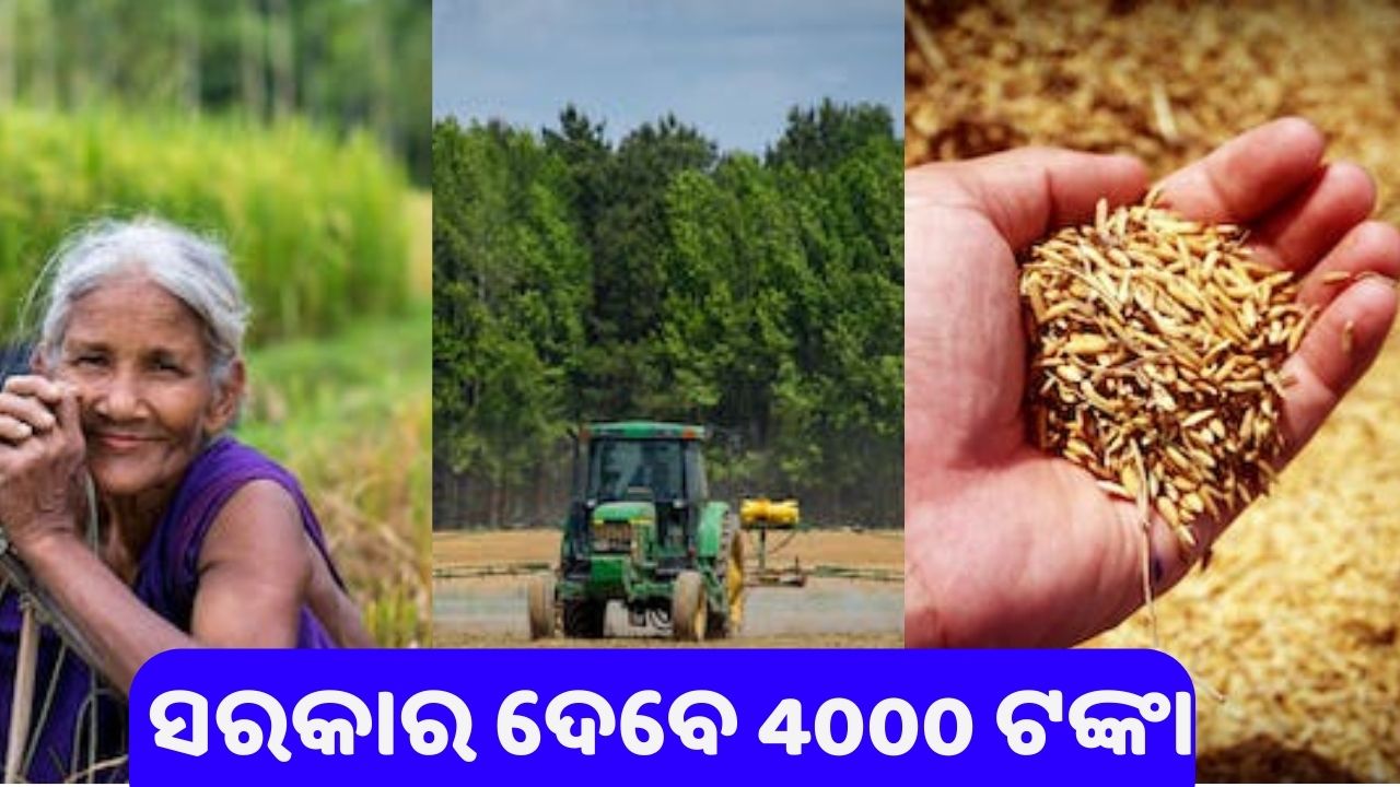 For direct paddy seeding, the government is providing Rs 4000 pic credit@pexels.com