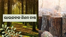 ଶିଶମ ଚାଷରେ ଉତ୍କୃଷ୍ଟ ରୋଜଗାର ଶିଶମ ଚାଷରେ ଉତ୍କୃଷ୍ଟ ରୋଜଗାର
