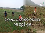 ରୋଗ ଓ କୀଟନାଶକ ଅଧିକ ବ୍ୟବହାର ଯୋଗୁଁ ୪୦% ଫସଲ ନଷ୍ଟ