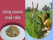 ମାଣ୍ଡିଆ ଚାଷରୁ ପୁନରୁଦ୍ଧାର ପାଇଛି ଜୀବିକାର୍ଜନ