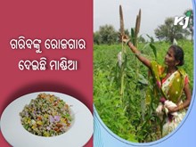 ମାଣ୍ଡିଆ ଚାଷରୁ ପୁନରୁଦ୍ଧାର ପାଇଛି ଜୀବିକାର୍ଜନ ମାଣ୍ଡିଆ ଚାଷରୁ ପୁନରୁଦ୍ଧାର ପାଇଛି ଜୀବିକାର୍ଜନ