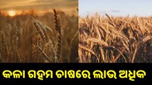 ଧନୀ ଲୋକଙ୍କ ପ୍ରଥମ ପସନ୍ଦ କଳା ଗହମ, ଚାଷ କରି ଏବେ ମାଲାମାଲ ଚାଷୀ.. ଧନୀ ଲୋକଙ୍କ ପ୍ରଥମ ପସନ୍ଦ କଳା ଗହମ, ଚାଷ କରି ଏବେ ମାଲାମାଲ ଚାଷୀ..