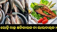 ଜାଣନ୍ତୁ ରୋହି ମାଛ ସ୍ୱାସ୍ଥ୍ୟ ପାଇଁ କ୍ଷତିକାରକ ନା ହୀତକାରକ..
