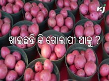 ଗୋଲାପୀ ଆଳୁ ଚାଷରେ ଆଶ୍ଚର୍ଯ୍ୟଜନକ ଲାଭ, କୃଷକମାନେ ମାତ୍ର ୮୦ ଦିନରେ ଧନୀ ହେବେ ! ଗୋଲାପୀ ଆଳୁ ଚାଷରେ ଆଶ୍ଚର୍ଯ୍ୟଜନକ ଲାଭ, କୃଷକମାନେ ମାତ୍ର ୮୦ ଦିନରେ ଧନୀ ହେବେ !