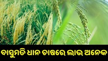ବାସୁମତି ଚାଉଳର ଏହି ୪ଟି ଭେରାଇଟି ଚାଷ କରି ହୋଇପାରିବେ ଲାଭବାନ... ବାସୁମତି ଚାଉଳର ଏହି ୪ଟି ଭେରାଇଟି ଚାଷ କରି ହୋଇପାରିବେ ଲାଭବାନ...
